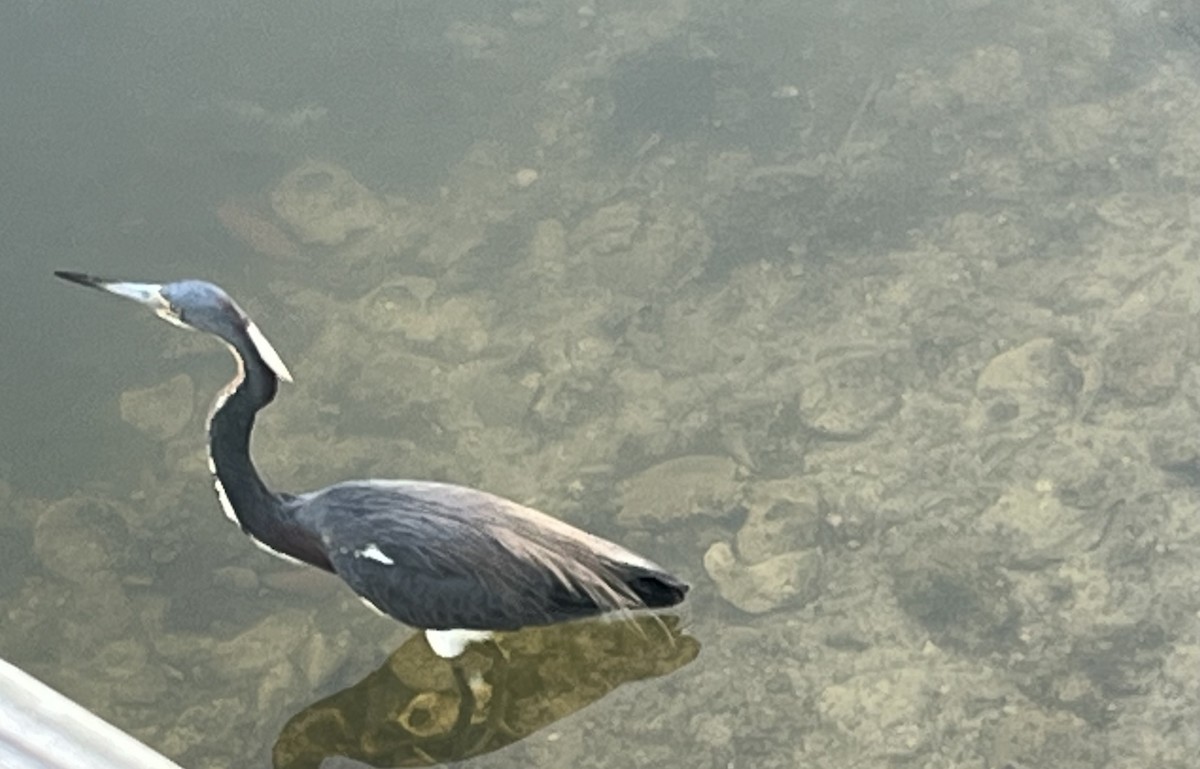 Tricolored Heron - ML618695492