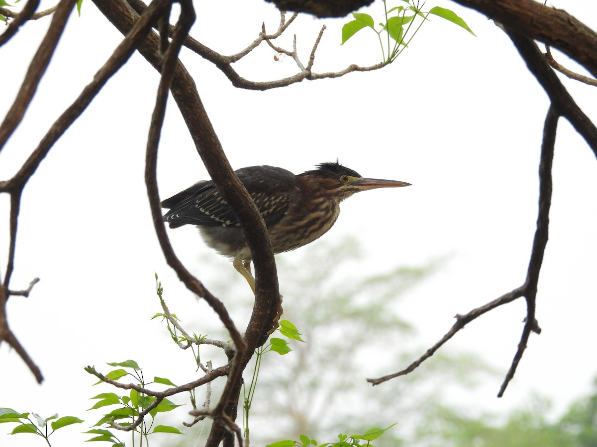 Green Heron - ML618695516