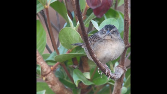 Botteri's Sparrow (Peten) - ML618695547