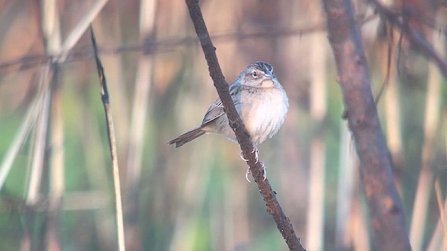 Botteri's Sparrow (Peten) - ML618695548