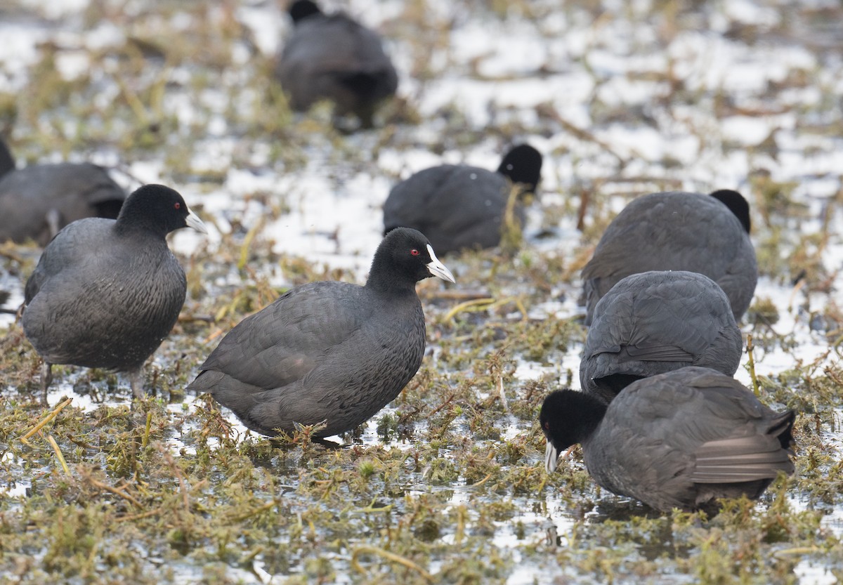 Eurasian Coot - John Daniels