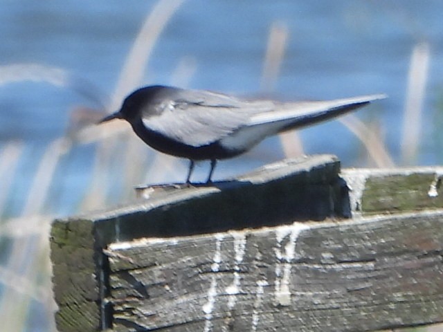 Black Tern - Bob Lane