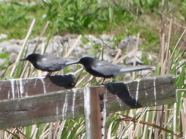 Black Tern - Bob Lane