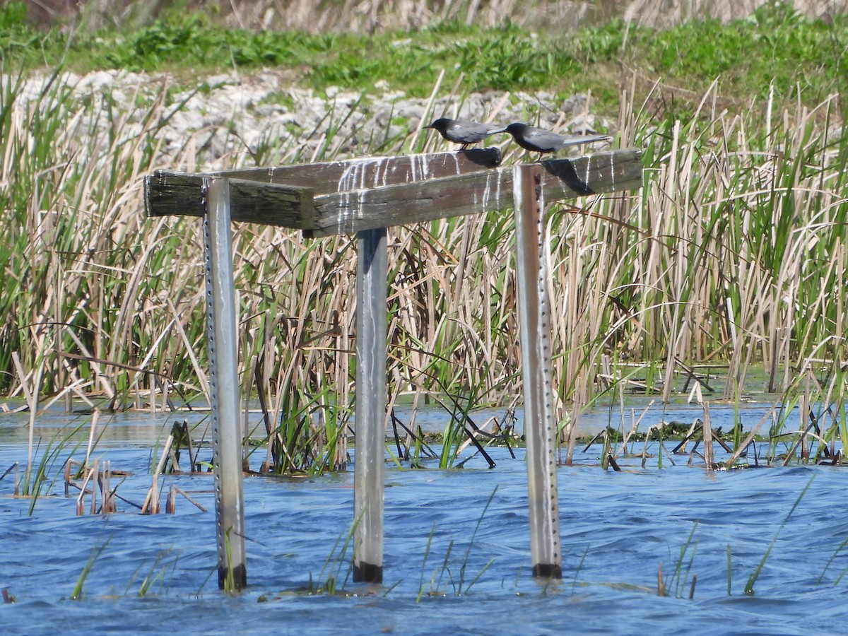 Black Tern - Bob Lane