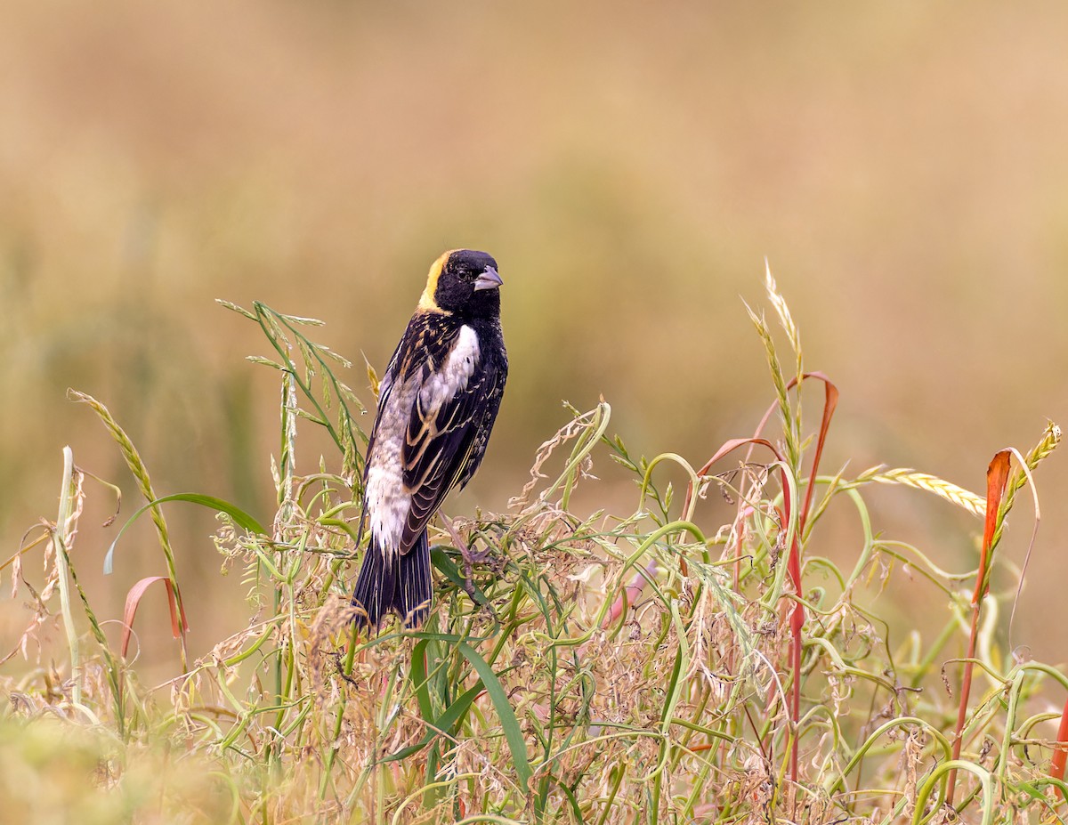 Bobolink - ML618695674