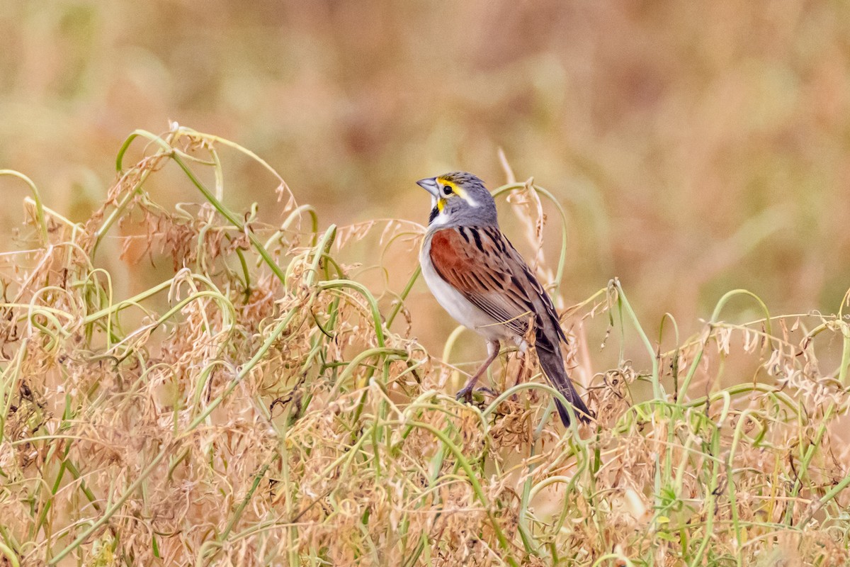 Dickcissel - ML618695694