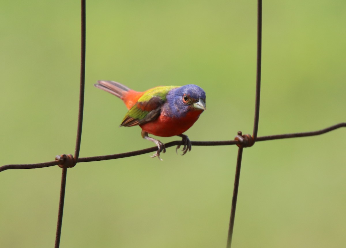 Painted Bunting - Ruth King