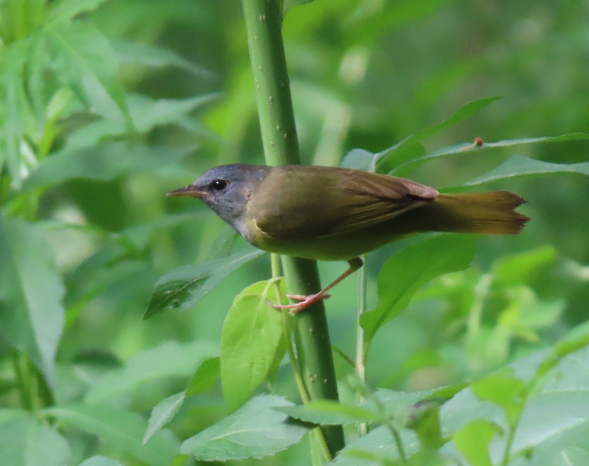 Mourning Warbler - Andy Reago &  Chrissy McClarren