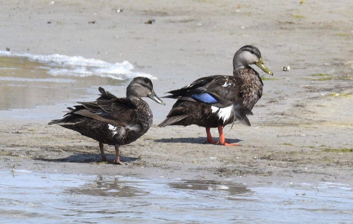 American Black Duck - ML618695768