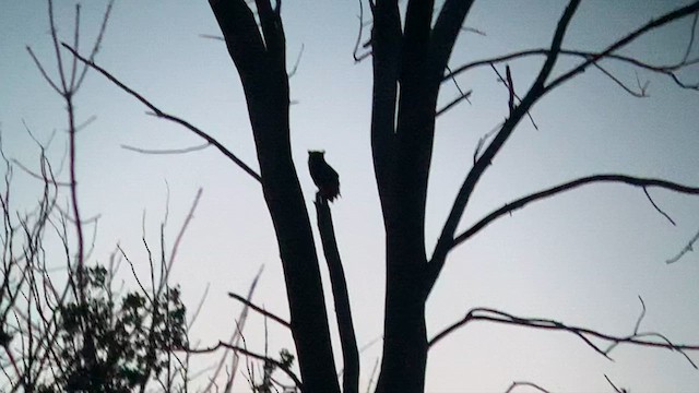 Great Horned Owl - ML618695773