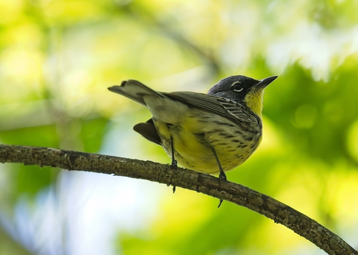 Kirtland's Warbler - Simon Carter