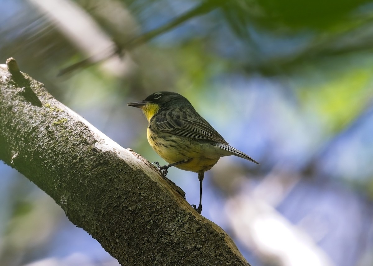 Kirtland's Warbler - ML618695794