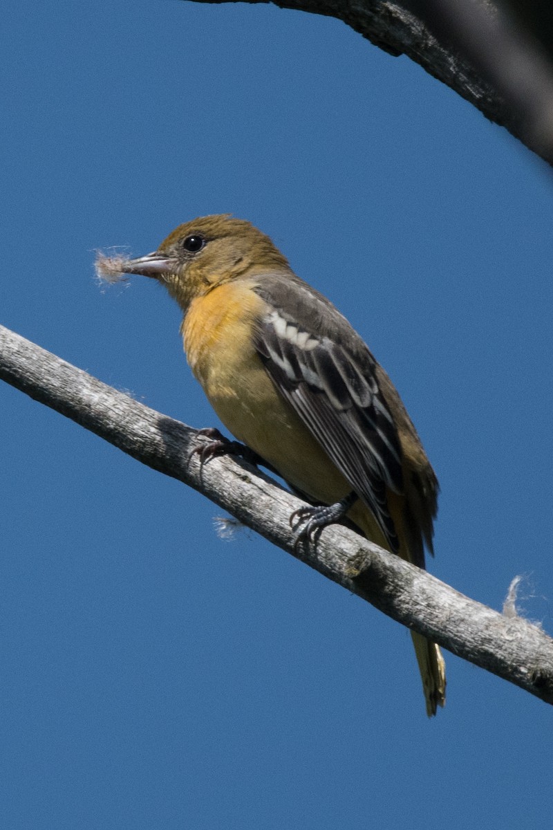 Baltimore Oriole - Joe W