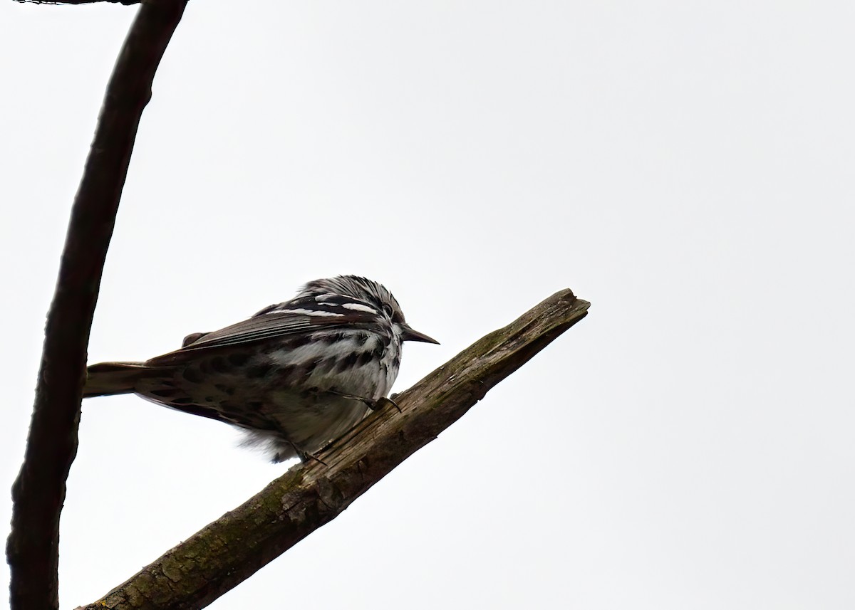 Black-and-white Warbler - Sylvain Lapointe