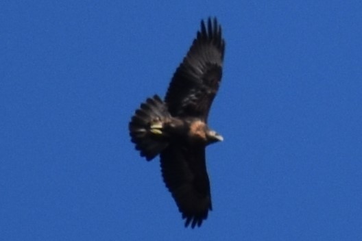 Black-chested Buzzard-Eagle - ERNESTO HUGO ARDINI