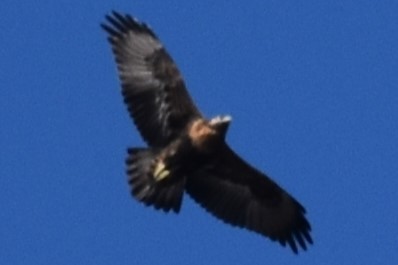 Black-chested Buzzard-Eagle - ERNESTO HUGO ARDINI