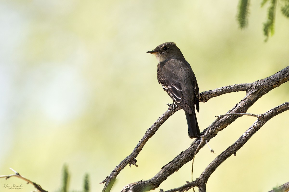 Western Wood-Pewee - ML618695835