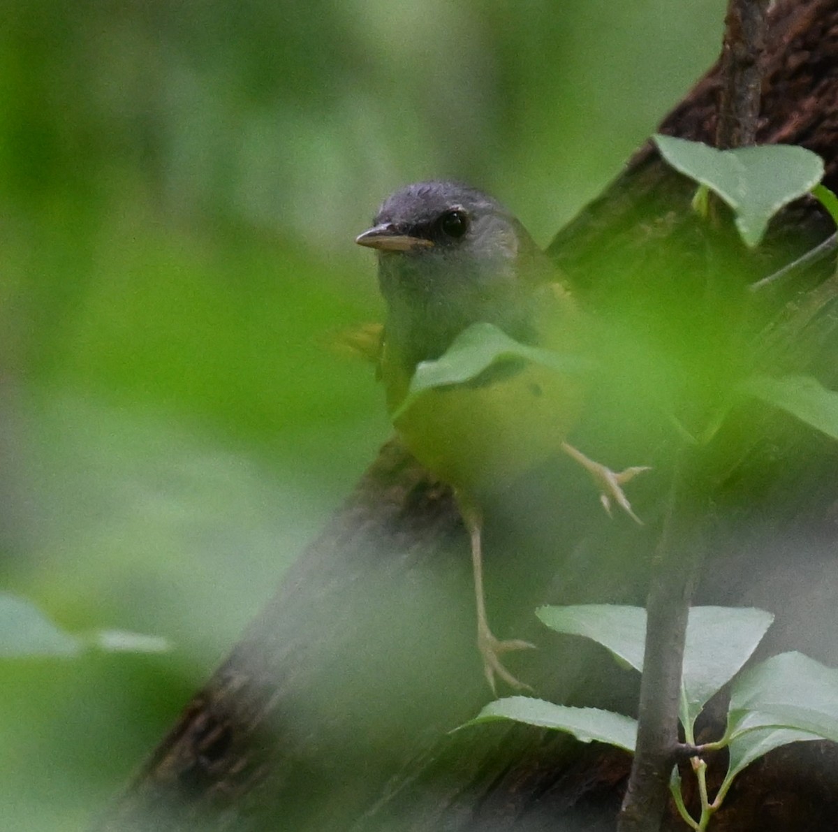 Mourning Warbler - Andy Reago &  Chrissy McClarren