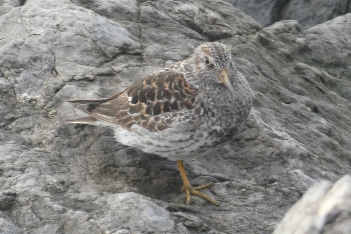 Purple Sandpiper - ML618695841