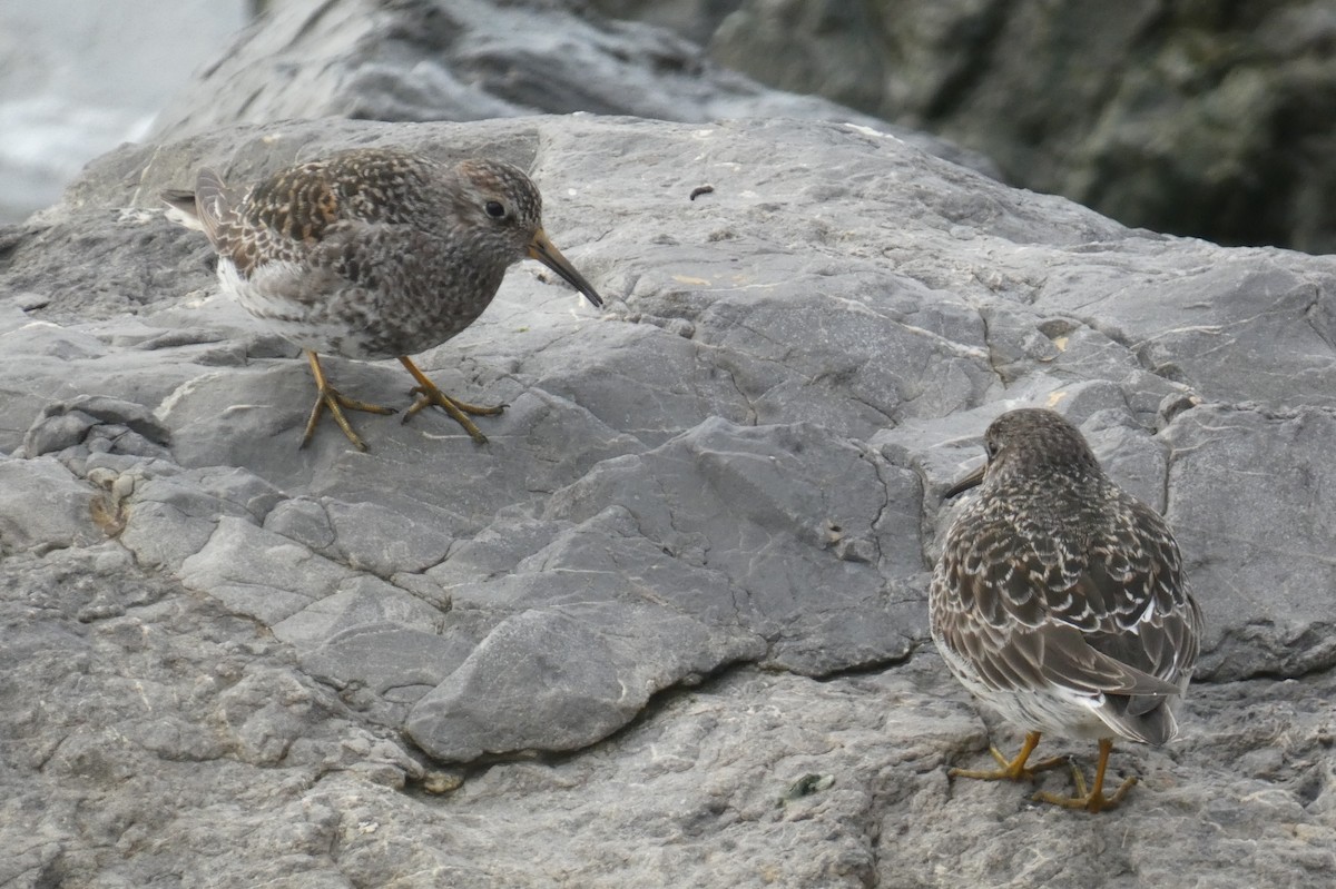 Purple Sandpiper - ML618695843