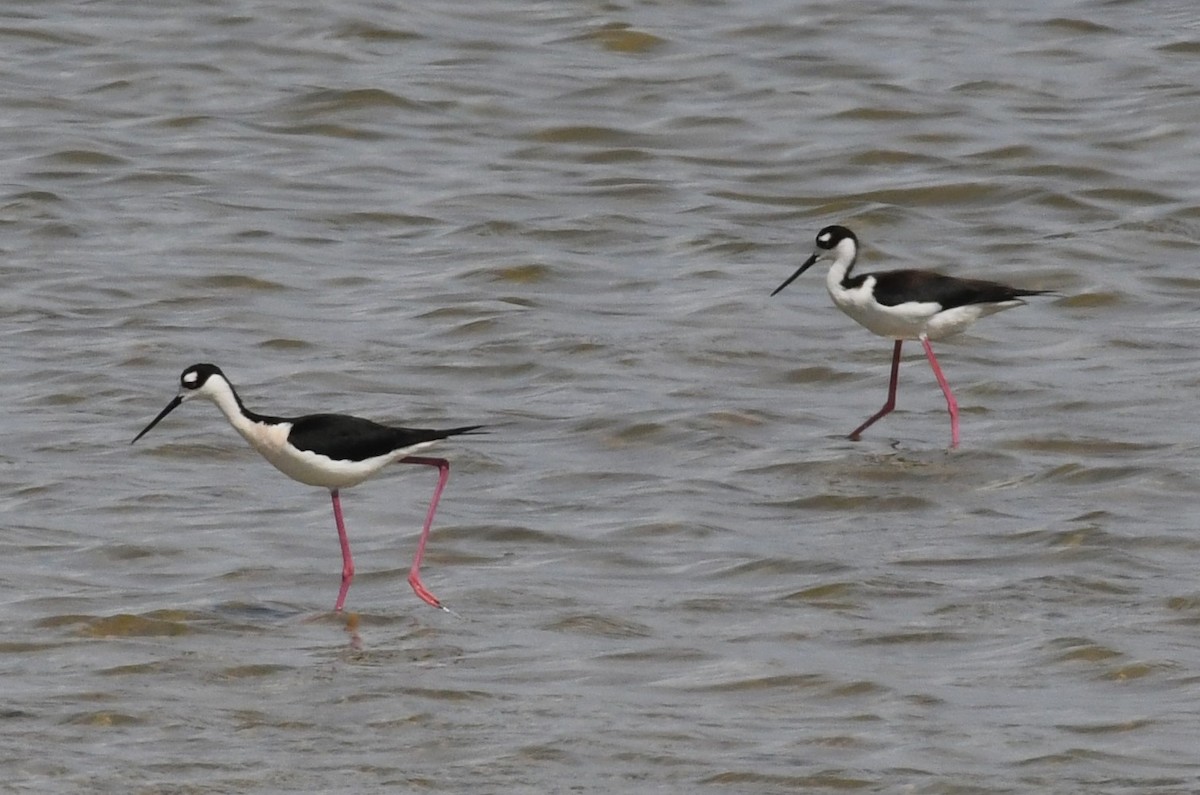 Black-necked Stilt - ML618695846