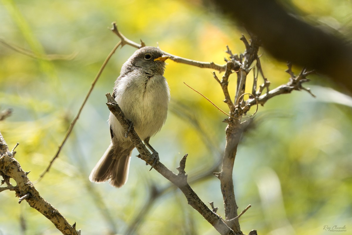 Pájaro Moscón Baloncito - ML618695847