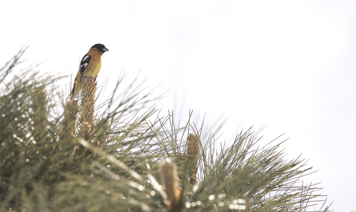 Black-headed Grosbeak - Brent Angelo