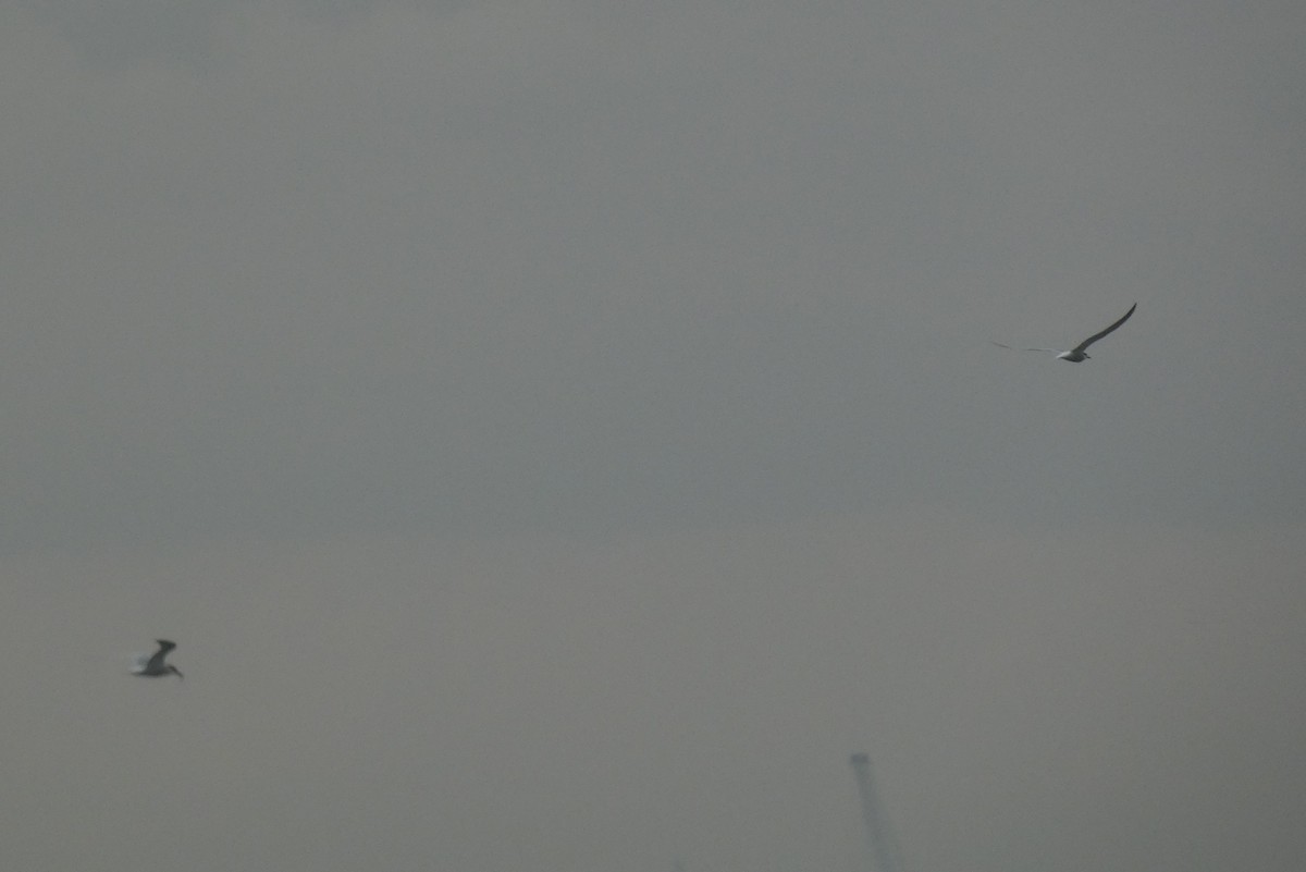 Common Tern - Anonymous