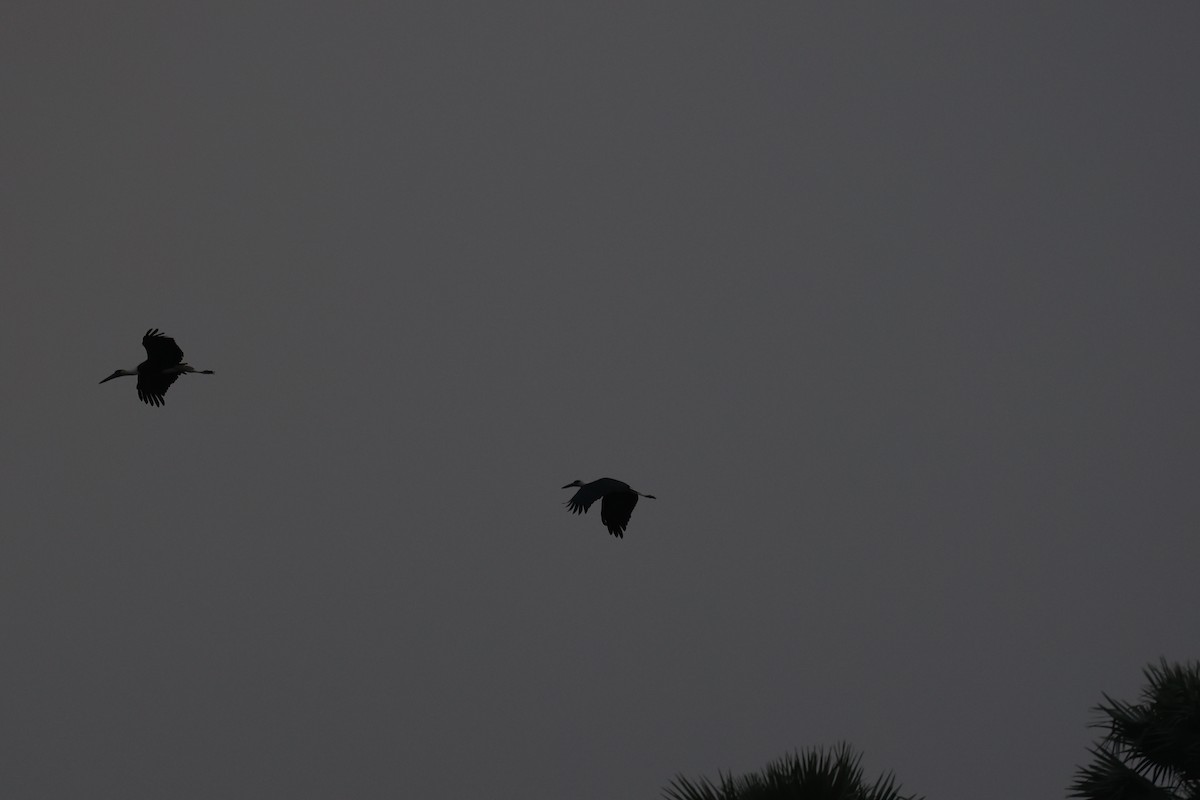 Asian Woolly-necked Stork - ML618695873