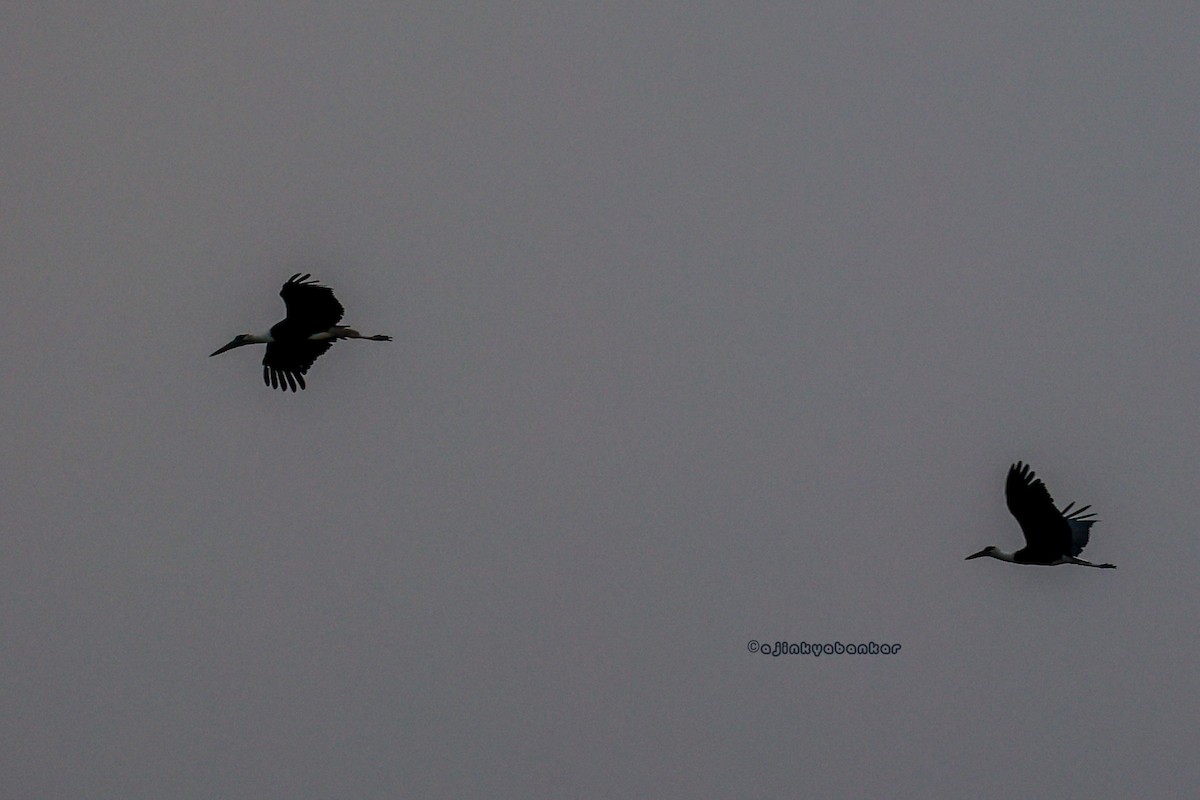 Asian Woolly-necked Stork - ML618695874