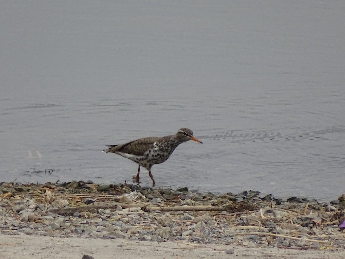 Spotted Sandpiper - ML618695879