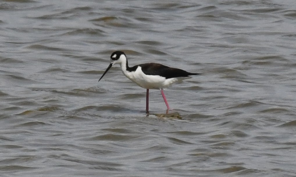 Black-necked Stilt - ML618695882