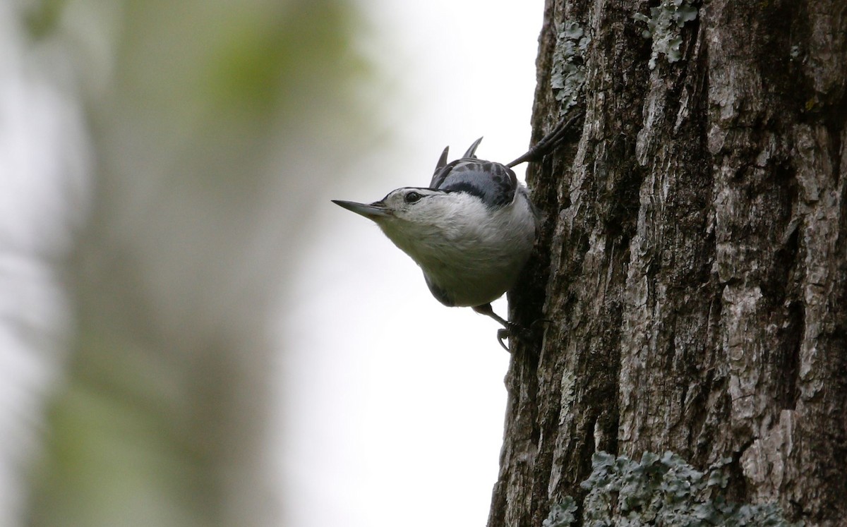 White-breasted Nuthatch - ML618695895