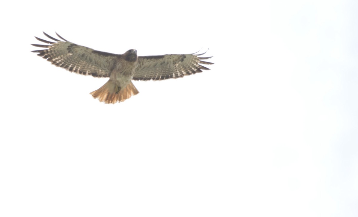 Red-tailed Hawk - Brent Angelo