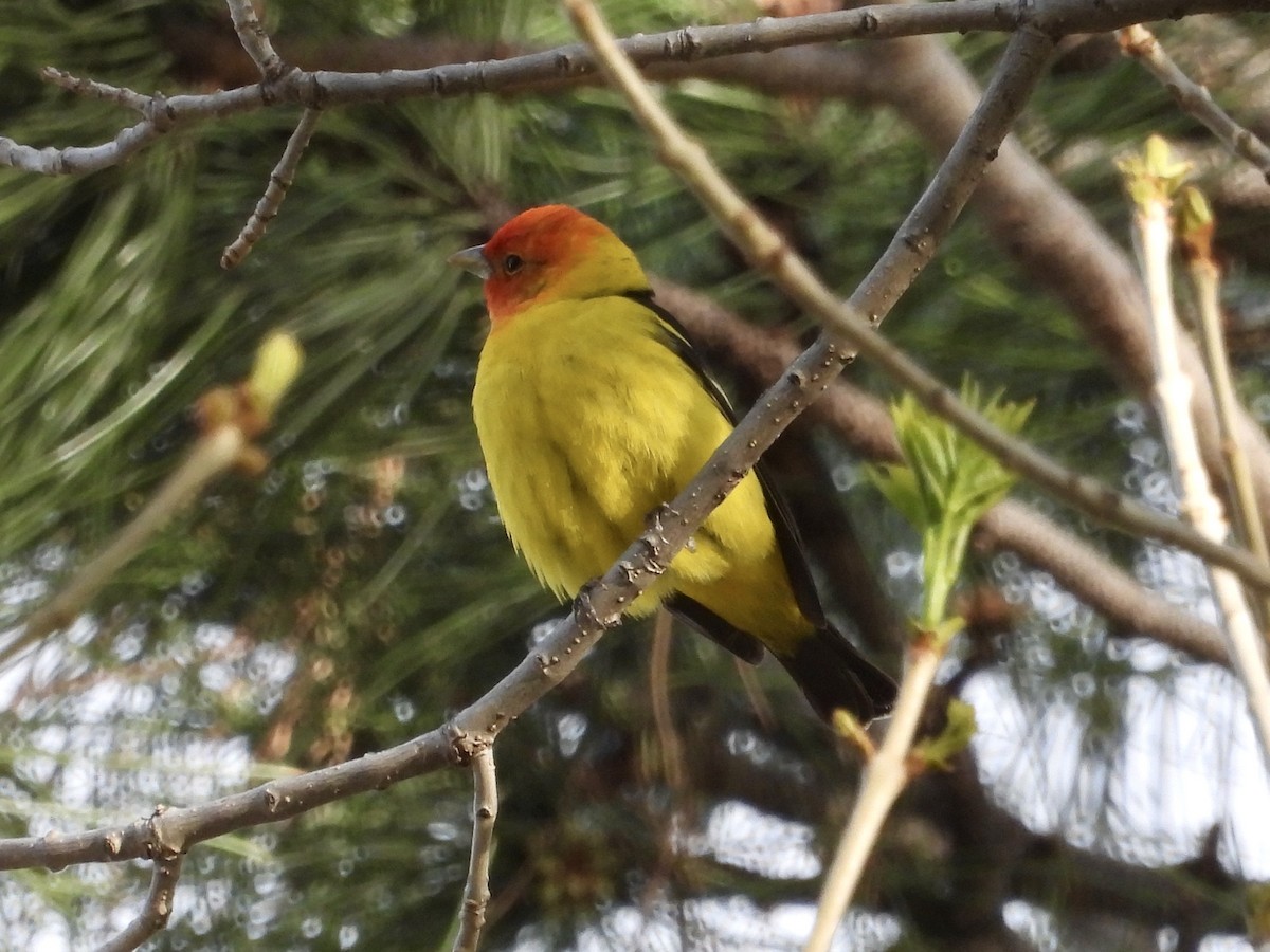 Western Tanager - ML618695915
