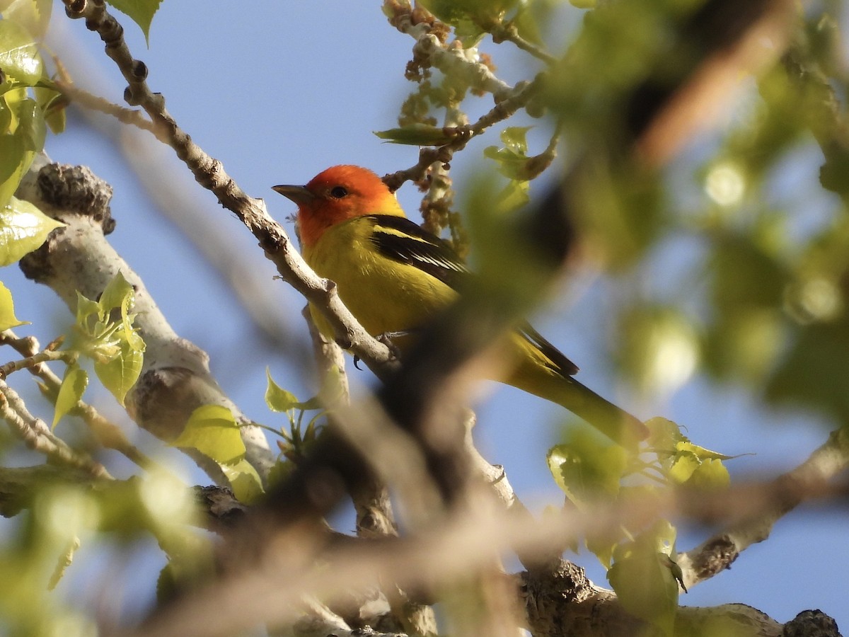 Western Tanager - ML618695916