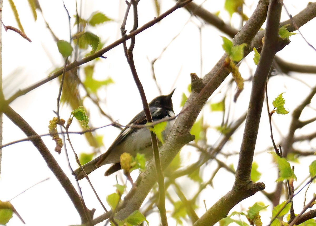 Black-throated Blue Warbler - Sylvain Lapointe