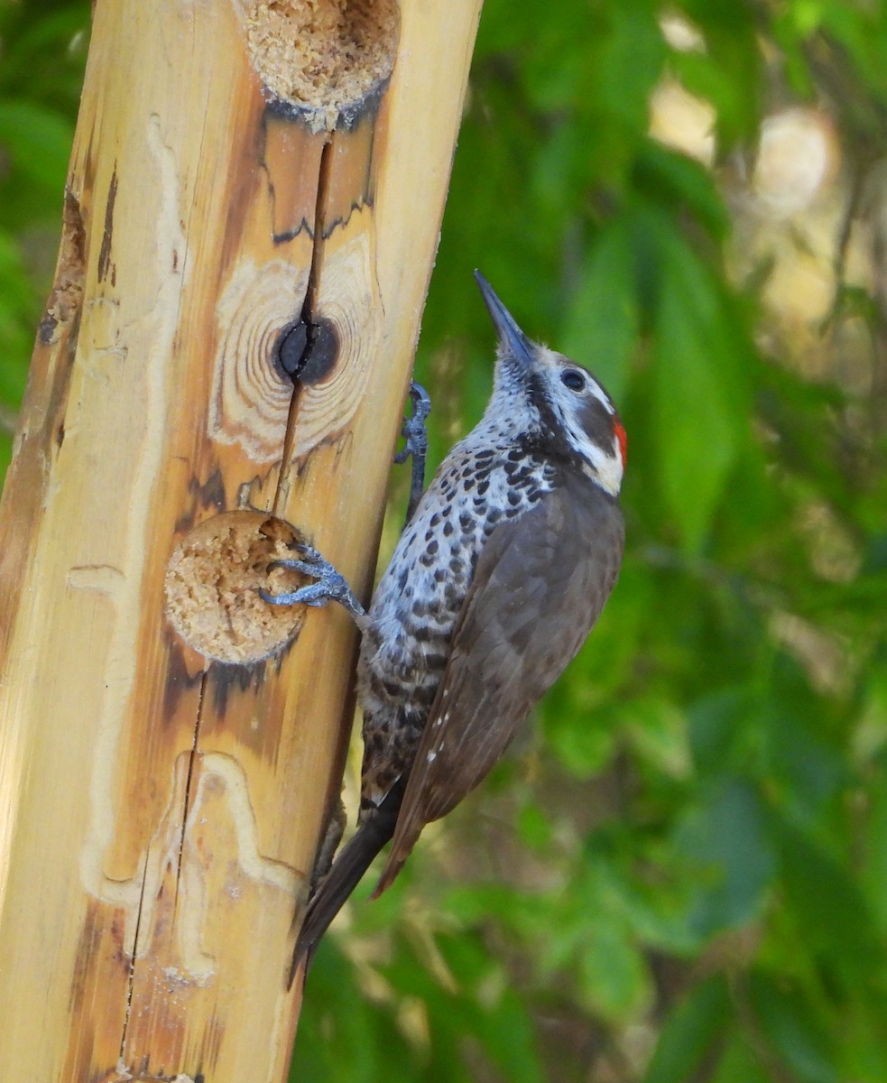 Arizona Woodpecker - Cynthia Elder