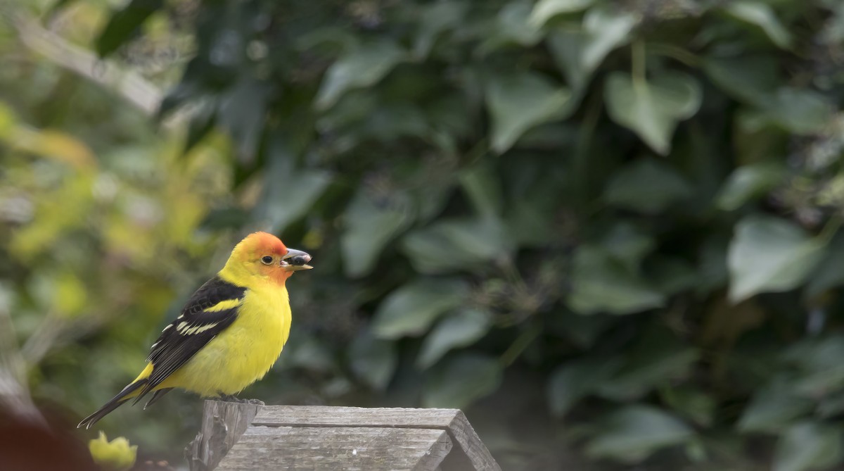 Western Tanager - Brent Angelo