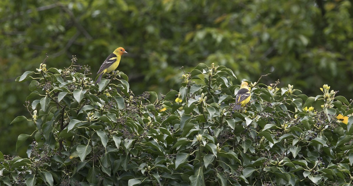 Western Tanager - Brent Angelo