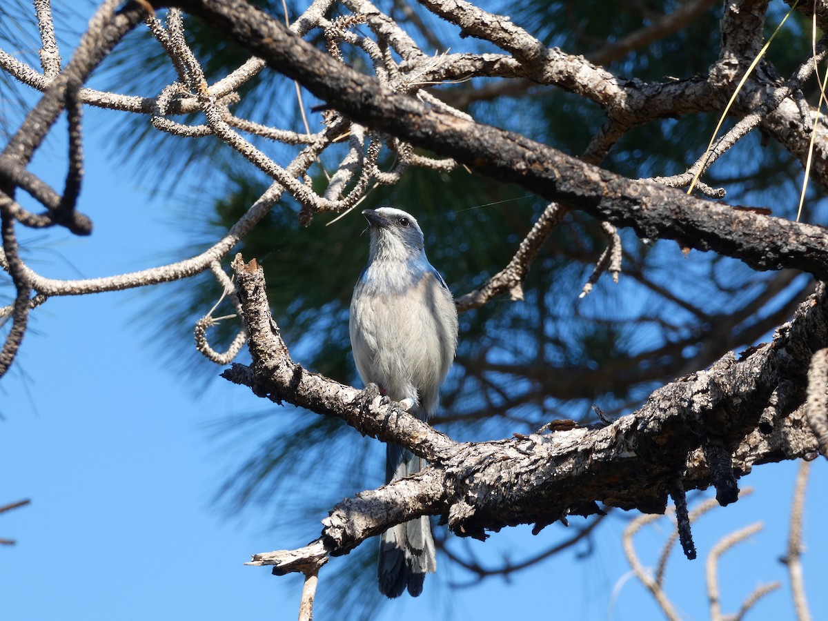 Florida Scrub-Jay - ML618696015