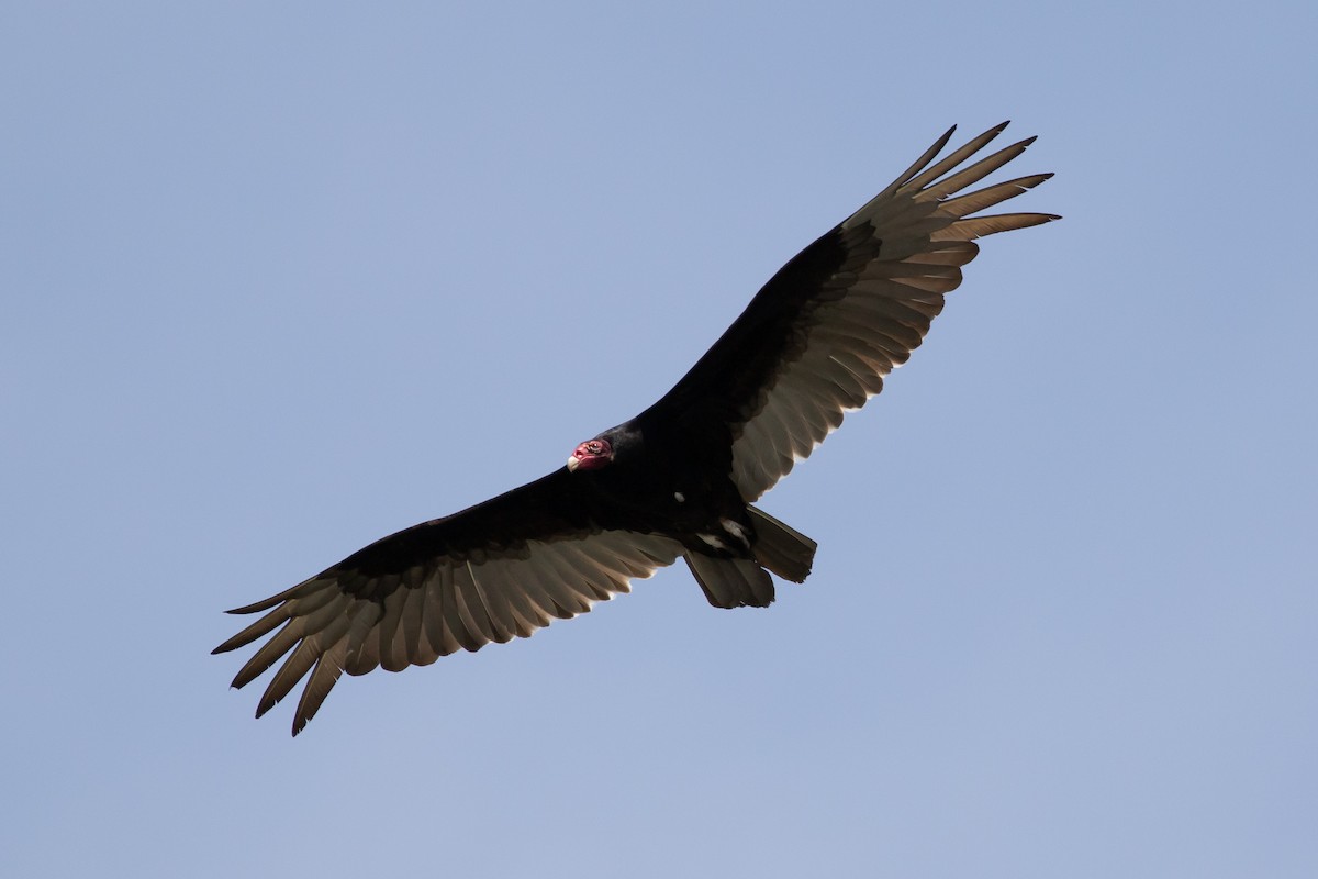 Turkey Vulture - Tom Crockett