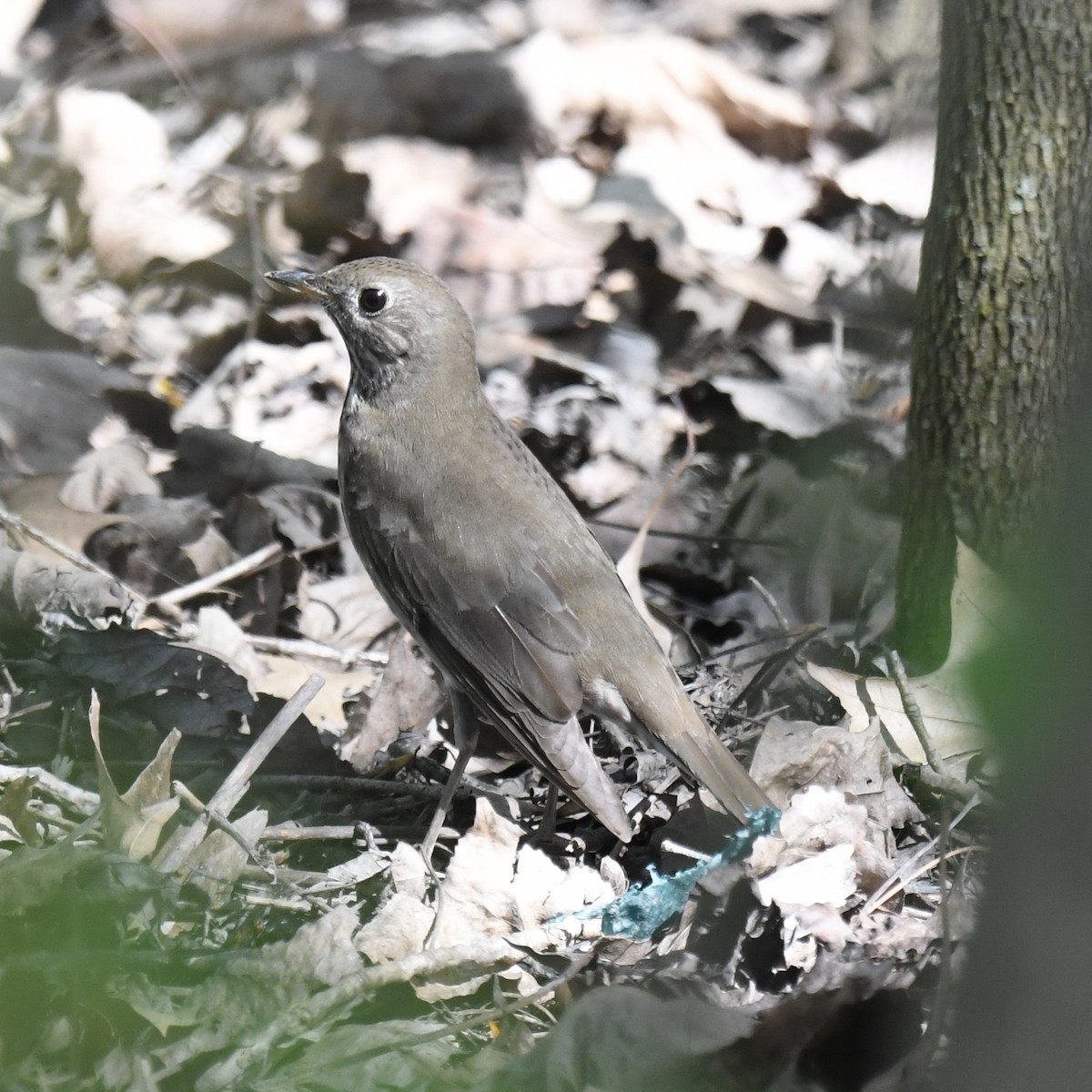 Gray-cheeked Thrush - Michael Hatton