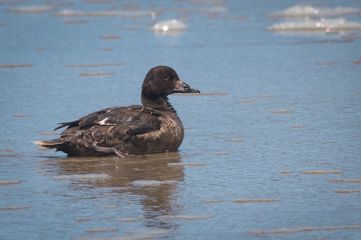 White-winged Scoter - ML618696054