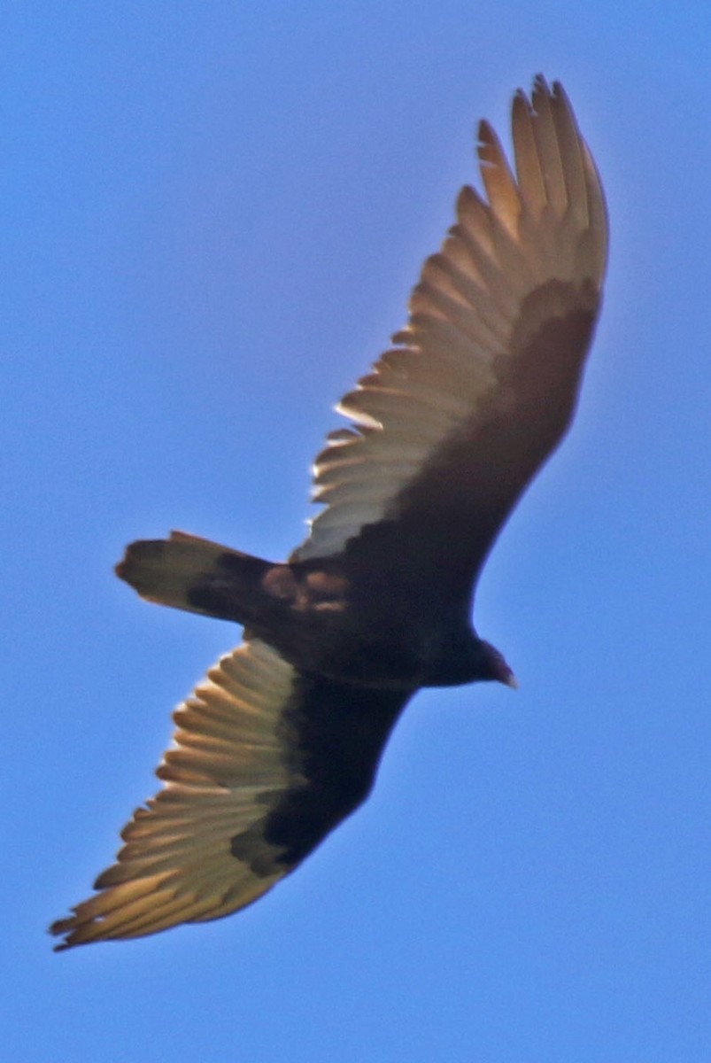 Turkey Vulture - ML618696096