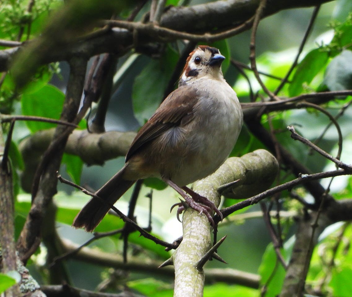White-faced Ground-Sparrow - ML618696116