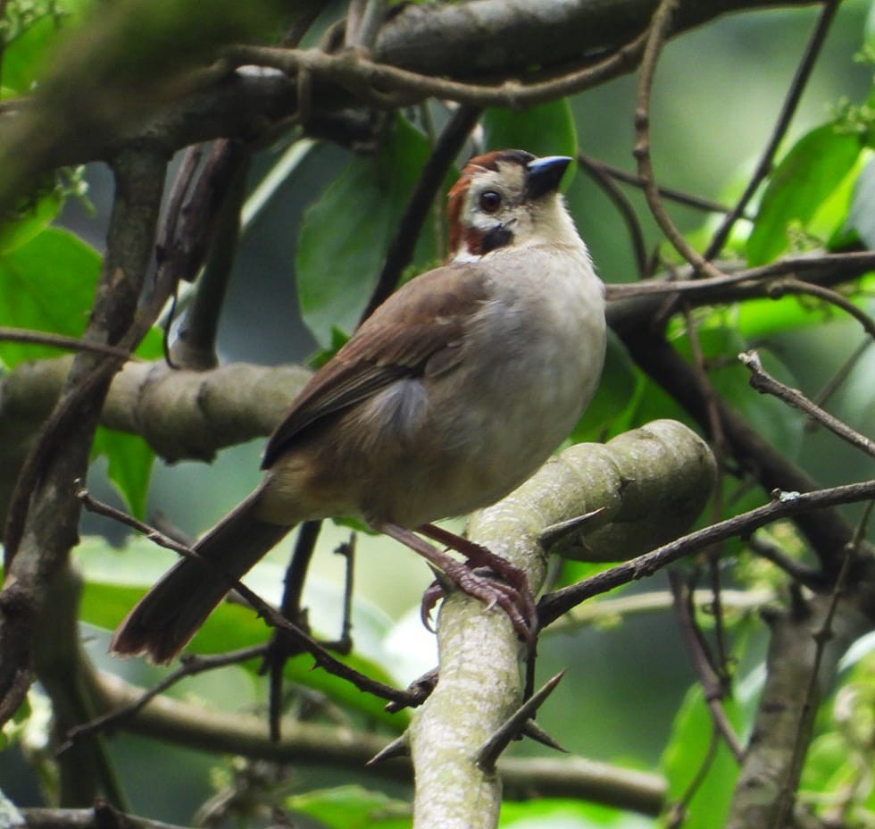 White-faced Ground-Sparrow - ML618696117