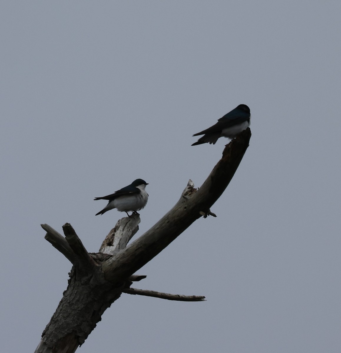 Tree Swallow - burton balkind