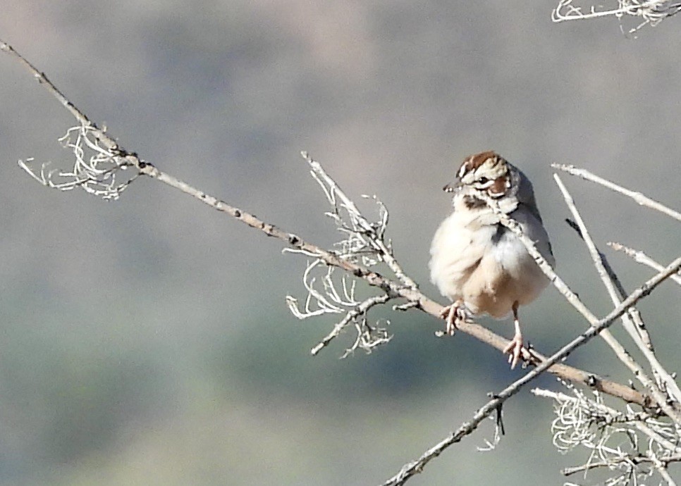 Lark Sparrow - Kimberly Beck