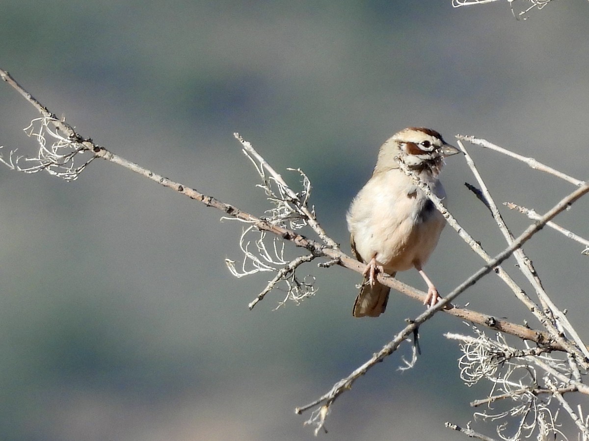 Lark Sparrow - Kimberly Beck